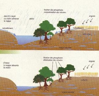 Le schéma des fonctions de la ripisylve
