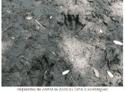Empreinte de Castor à Bouillargues