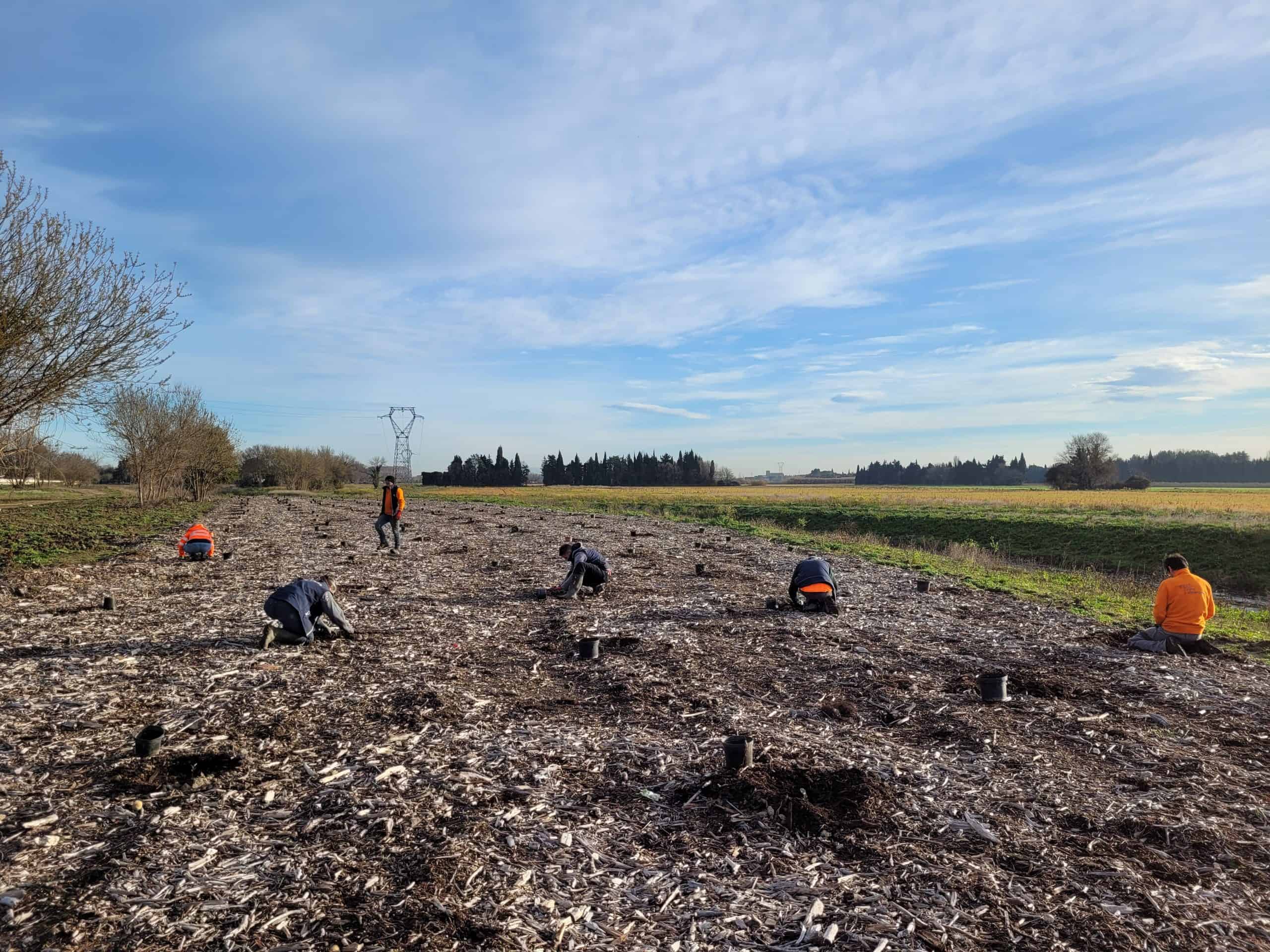 Plantation de végétaux le long du Vistre à Nîmes