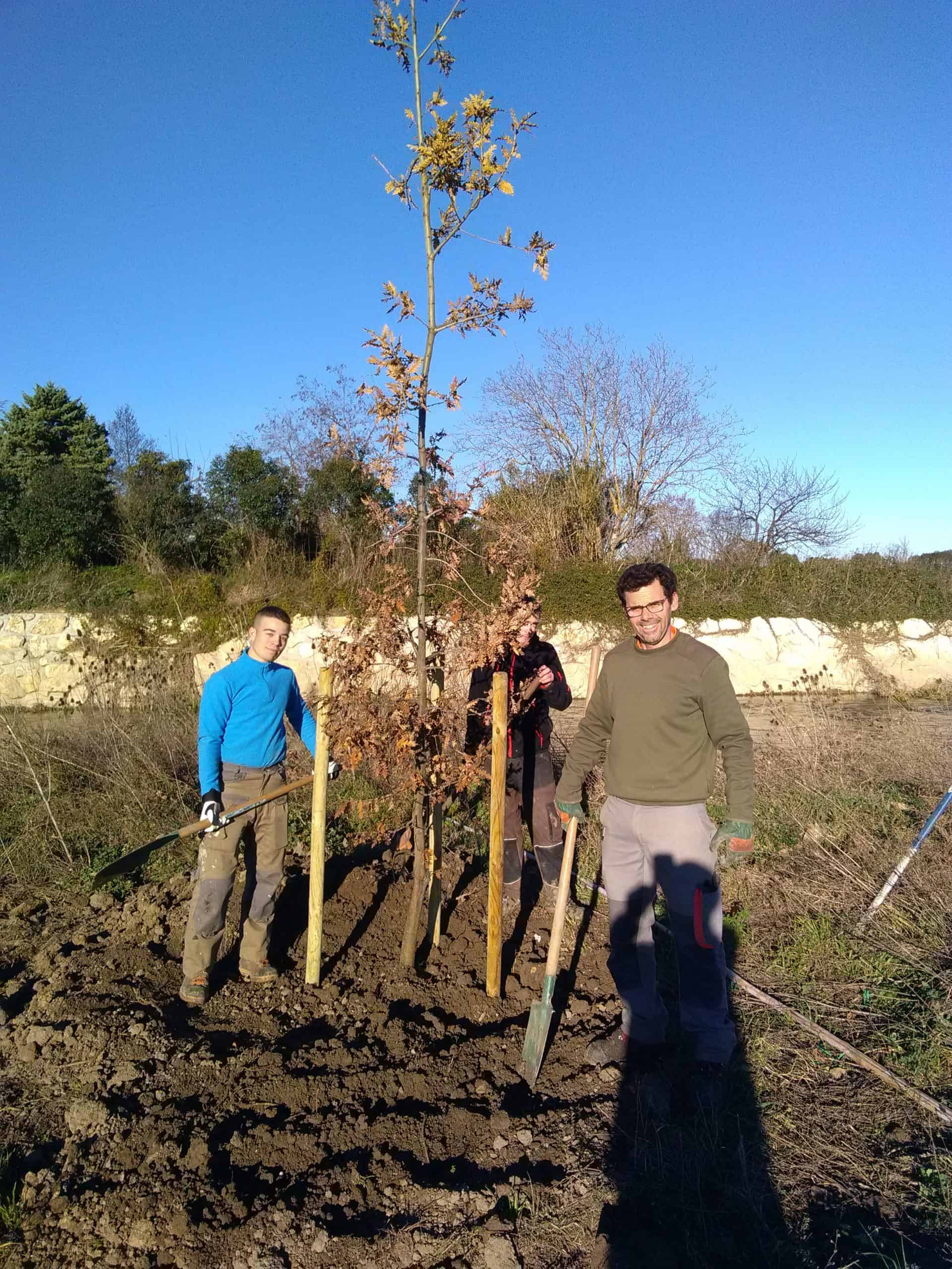 Plantation d'une haute tige en bord du Vistre à MIlhaud