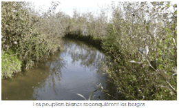 les papillons blancs investissent les berges